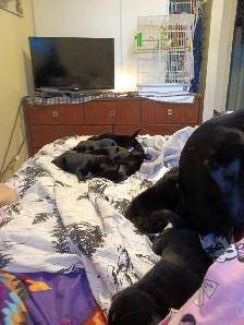 beautiful pups for sale - Photo 7