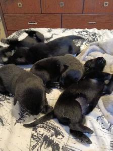 beautiful pups for sale - Photo 8