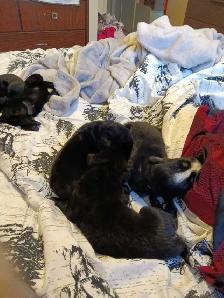 beautiful pups for sale - Photo 9