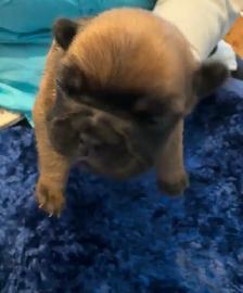 Frenchie pups - Photo 2