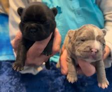 Frenchie pups - Photo 3