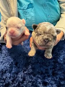 Frenchie pups - Photo 4