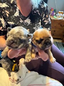 Frenchie pups - Photo 6