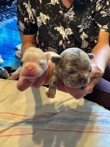 Frenchie pups - Photo 8