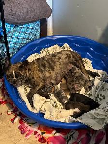 Frenchie pups - Photo 9