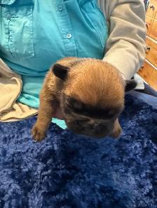 Frenchie pups - Photo 10
