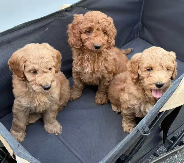 mini cockapoo chiots
