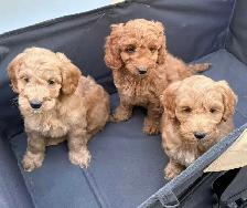 mini cockapoo chiots - Photo 2