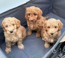 mini cockapoo chiots - Photo 3