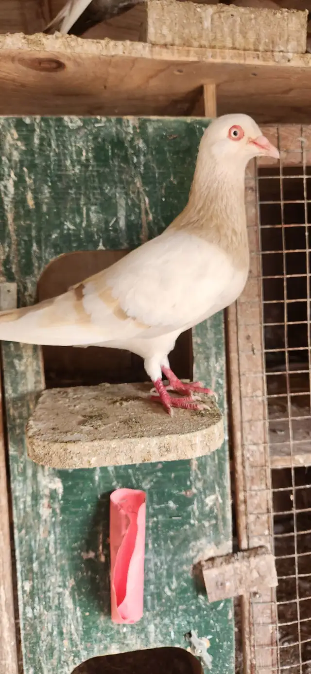 Feeder pigeons