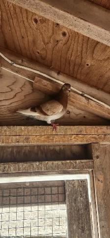 Feeder pigeons - Photo 2