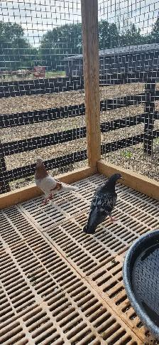 Feeder pigeons - Photo 3