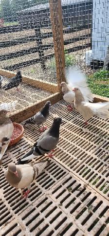 Feeder pigeons - Photo 4