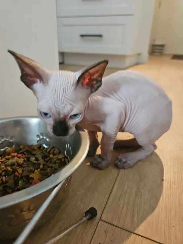 Chaton Sphynx (Prix Négociable)