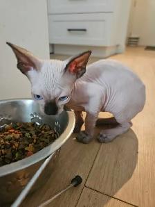 Chaton Sphynx (Prix Négociable)
