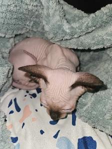 Chaton Sphynx (Prix Négociable) - Photo 2