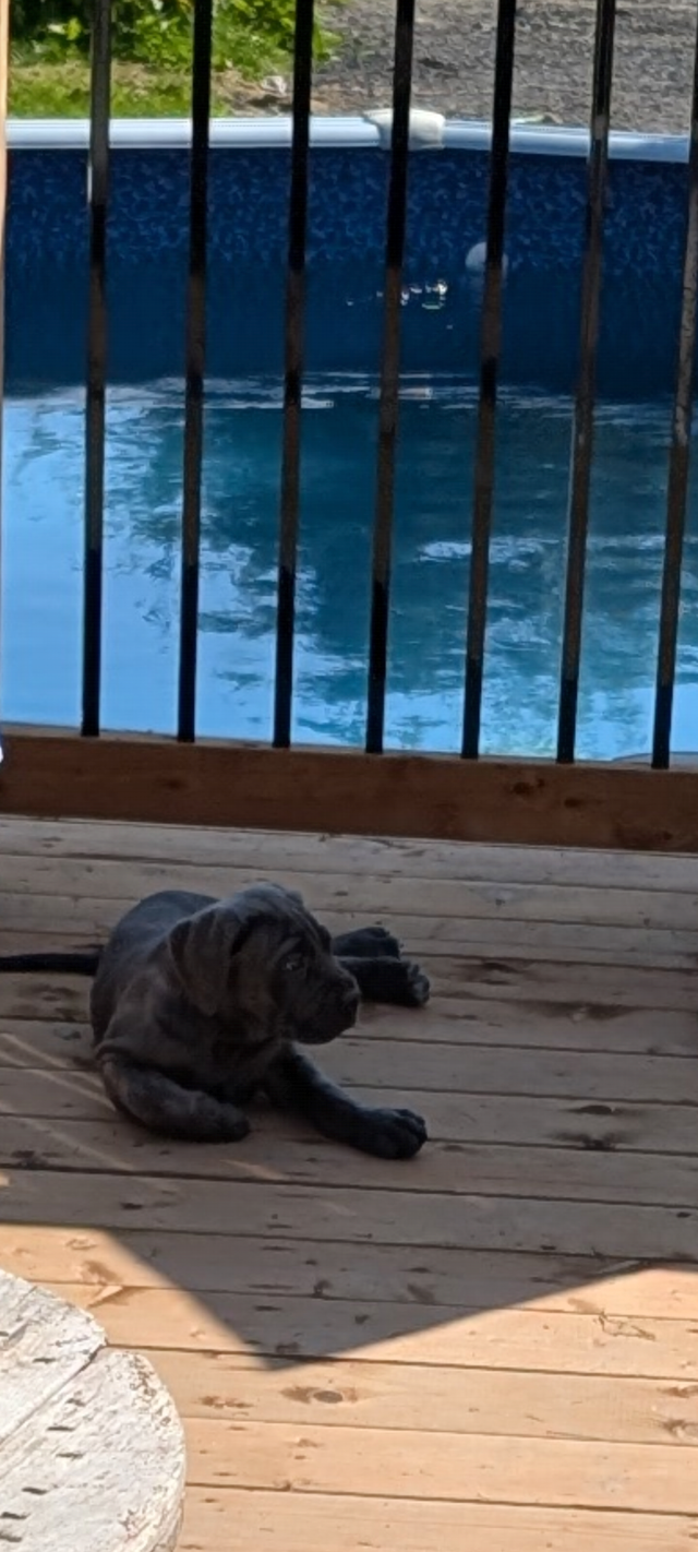 Cane corso X matin de naple