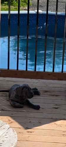 Cane corso X matin de naple