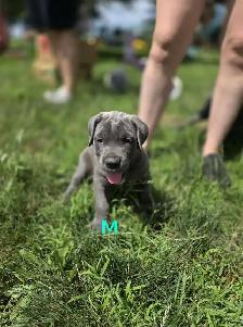 Cane corso X matin de naple - Photo 2