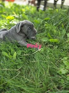 Cane corso X matin de naple - Photo 3