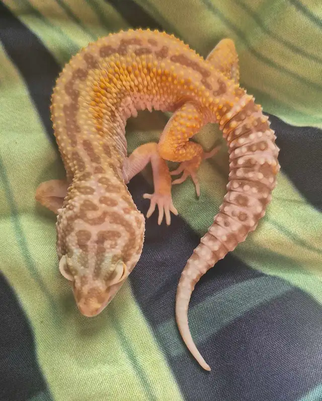 Leopard Geckos for Sale