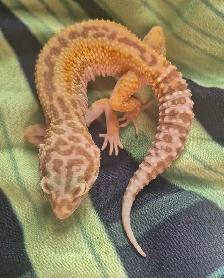 Leopard Geckos for Sale