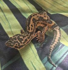 Leopard Geckos for Sale - Photo 2