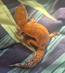 Leopard Geckos for Sale - Photo 3