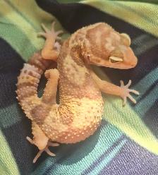 Leopard Geckos for Sale - Photo 4