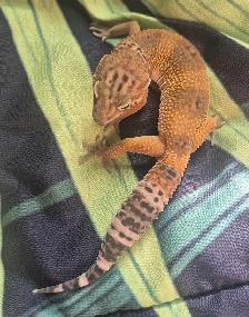 Leopard Geckos for Sale - Photo 5