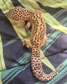 Leopard Geckos for Sale - Photo 6