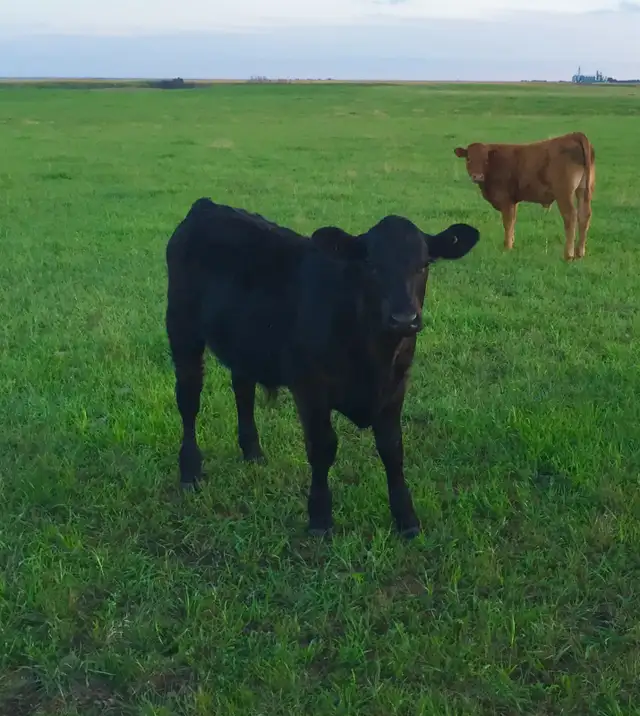 Need a calf