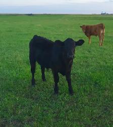 Need a calf