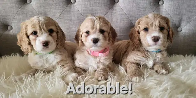 Adorable Cockapoo Puppies!