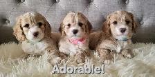 Adorable Cockapoo Puppies!