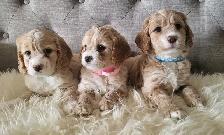 Adorable Cockapoo Puppies! - Photo 2
