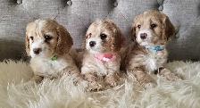 Adorable Cockapoo Puppies! - Photo 3