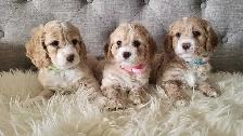 Adorable Cockapoo Puppies! - Photo 4