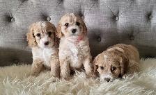 Adorable Cockapoo Puppies! - Photo 5