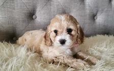 Adorable Cockapoo Puppies! - Photo 6