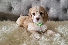 Adorable Cockapoo Puppies! - Photo 7