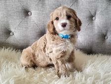 Adorable Cockapoo Puppies! - Photo 8