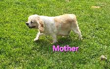 Adorable Cockapoo Puppies! - Photo 9