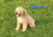 Adorable Cockapoo Puppies! - Photo 10