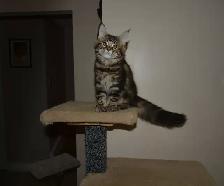 MAINE COON KITTENS, PUREBRED - Photo 3