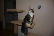 MAINE COON KITTENS, PUREBRED - Photo 4
