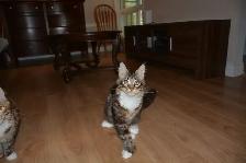MAINE COON KITTENS, PUREBRED - Photo 5