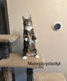 Polydactyl Maine Coon Kittens