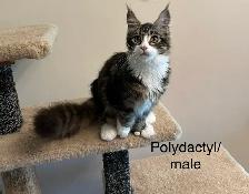 Polydactyl Maine Coon Kittens - Photo 3