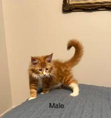 Polydactyl Maine Coon Kittens - Photo 4